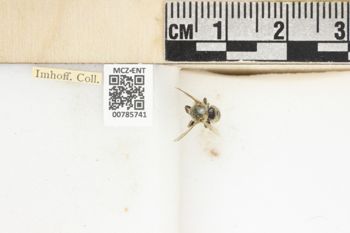 Media type: image;   Entomology 785741 Aspect: labels